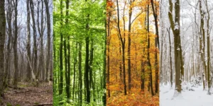 Neljä vuodenaikaa metsässä: kevät, kesä, syksy, talvi