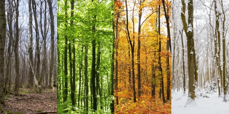 Neljä vuodenaikaa metsässä: kevät, kesä, syksy, talvi