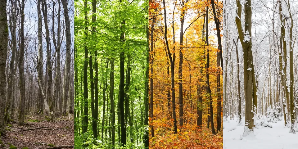 Neljä vuodenaikaa metsässä: kevät, kesä, syksy, talvi